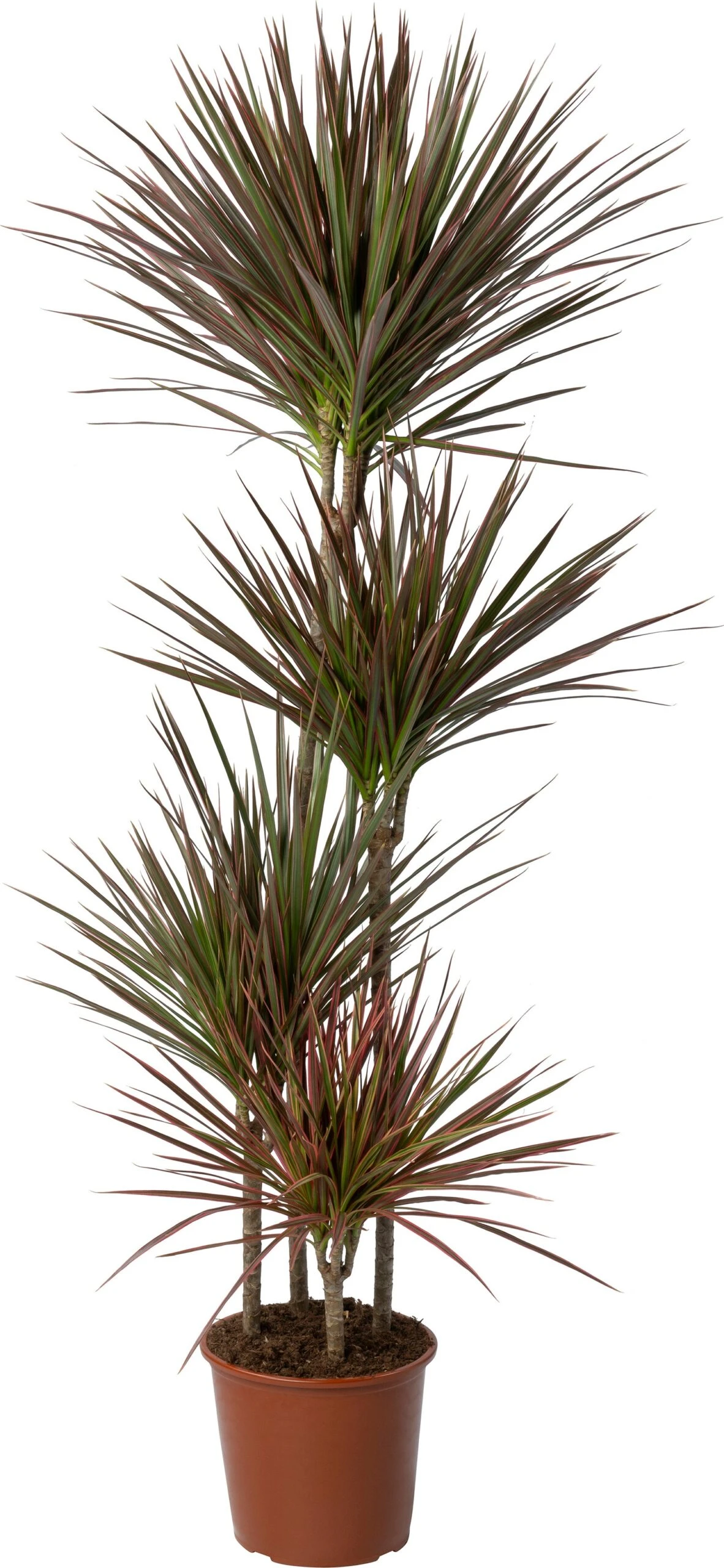 Drakenbloedboom (Dracaena Marginata 'Colorama') D 24 H 150 Cm 1 Drakenbloedboom (Dracaena Marginata 'Colorama') D 24 H 150 Cm