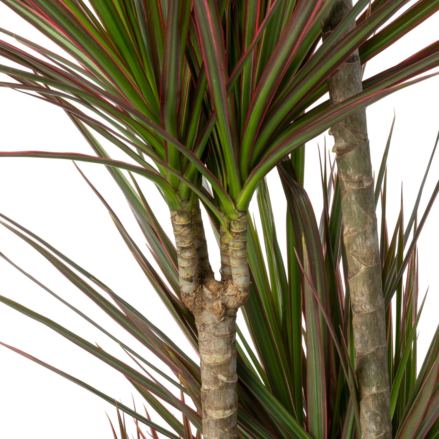 Drakenbloedboom (Dracaena Marginata 'Colorama') D 24 H 150 Cm 2 Drakenbloedboom (Dracaena Marginata 'Colorama') D 24 H 150 Cm - Afbeelding 2