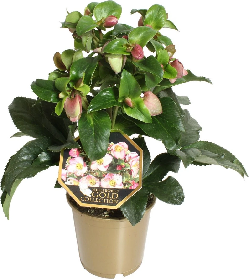 Kerstroos (Helleborus (HGC) 'Ice N' Roses® Early Rose') D 15 H 50 Cm 1 Kerstroos (Helleborus (HGC) 'Ice N' Roses® Early Rose') D 15 H 50 Cm