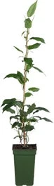 Intratuin Biologische Kiwibes-huwelijk (Actinidia Arguta 'Ken's Red & Weikii') D 19 H 50 Cm