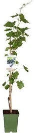 Biologische Blauwe Druif (Vitis Vin. 'Venus') D 23 H 100 Cm