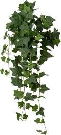 Intratuin Kunsthangplant Klimop Groen 15 X 30 X 90 Cm 1 Intratuin Kunsthangplant Klimop Groen 15 X 30 X 90 Cm