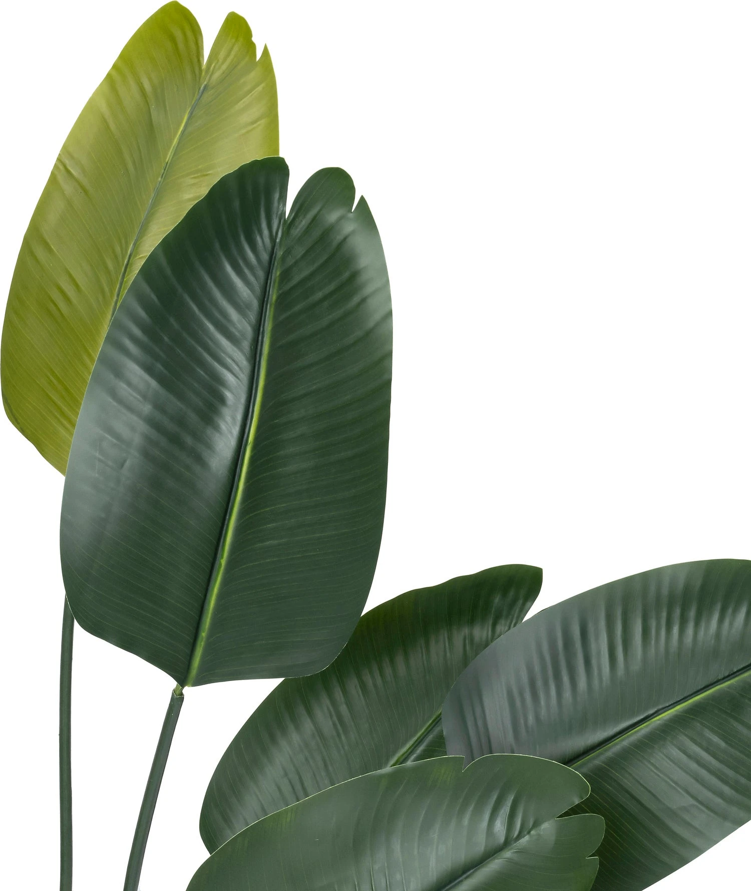 Intratuin Kunstplant Strelitzia Groen D 80 H 140 Cm 2 Intratuin Kunstplant Strelitzia Groen D 80 H 140 Cm - Afbeelding 2