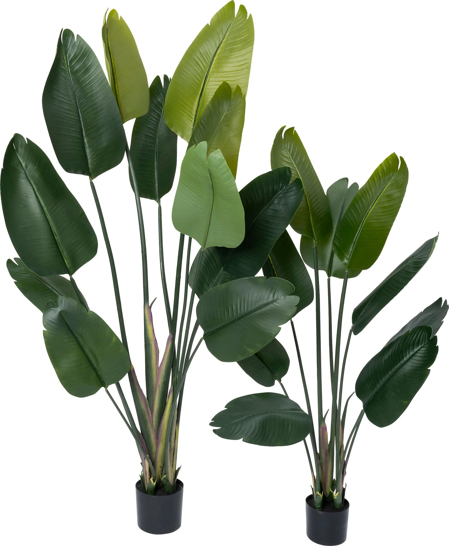 Intratuin Kunstplant Strelitzia Groen D 80 H 140 Cm 3 Intratuin Kunstplant Strelitzia Groen D 80 H 140 Cm - Afbeelding 3