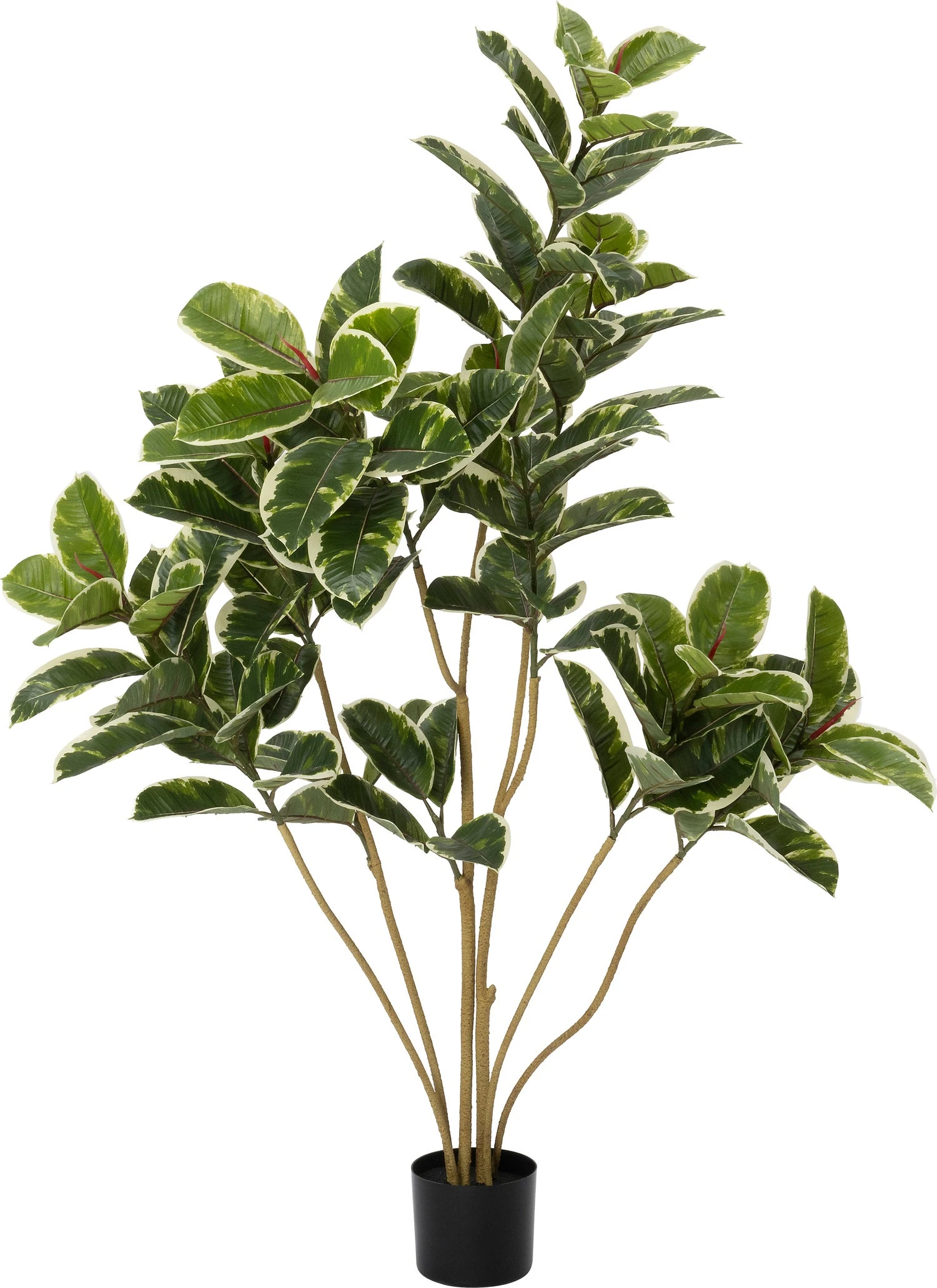 Intratuin Kunstplant Rubberboom Witbont D 50 H 156 Cm 1 Intratuin Kunstplant Rubberboom Witbont D 50 H 156 Cm