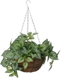 Intratuin Kunsthangplant Peperomia Groen 25 X 25 X 50 Cm 1 Intratuin Kunsthangplant Peperomia Groen 25 X 25 X 50 Cm