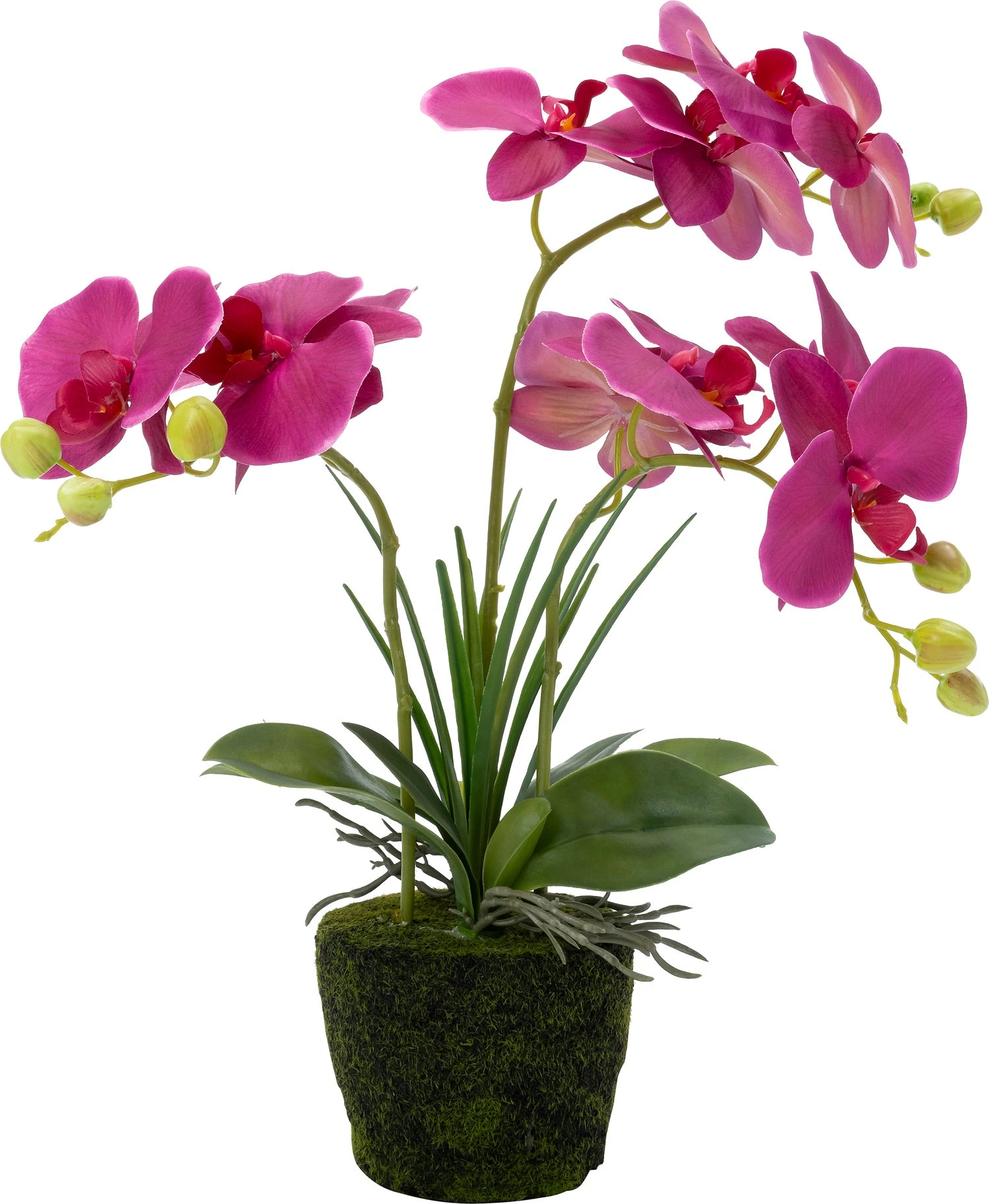 Intratuin Kunstplant Vlinderorchidee Donker Roze 43 X 50 X 50 Cm 1 Intratuin Kunstplant Vlinderorchidee Donker Roze 43 X 50 X 50 Cm