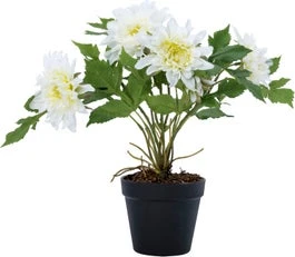 Intratuin Kunstplant Dahlia Wit 40 X 40 X 45 Cm 1 Intratuin Kunstplant Dahlia Wit 40 X 40 X 45 Cm