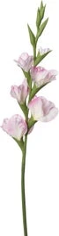 Intratuin Kunstbloem Gladiool Roze H 86 Cm 1 Intratuin Kunstbloem Gladiool Roze H 86 Cm
