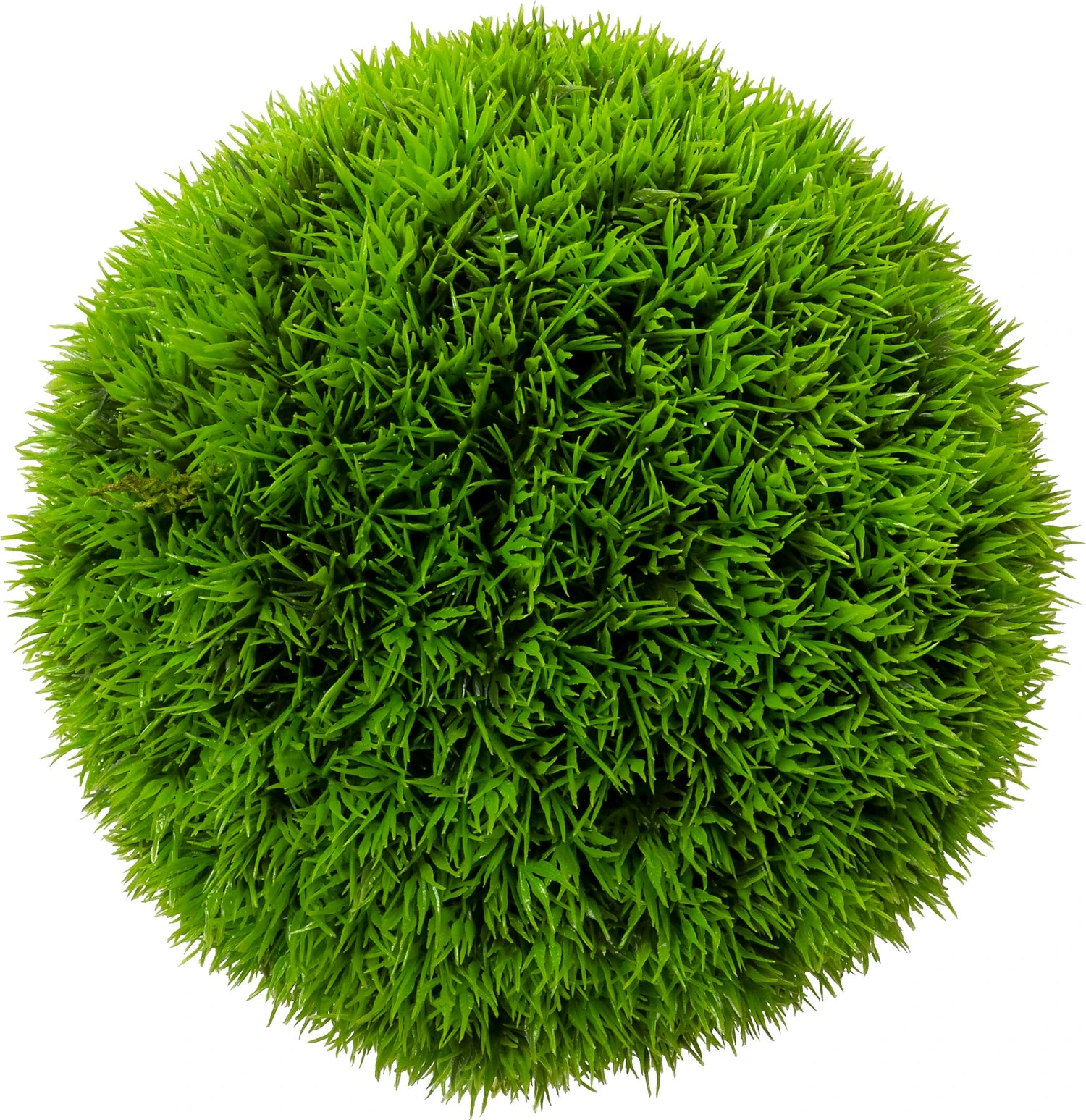Intratuin Kunstplant Buxus Licht Groen 17 X 17 X 17 Cm 1 Intratuin Kunstplant Buxus Licht Groen 17 X 17 X 17 Cm