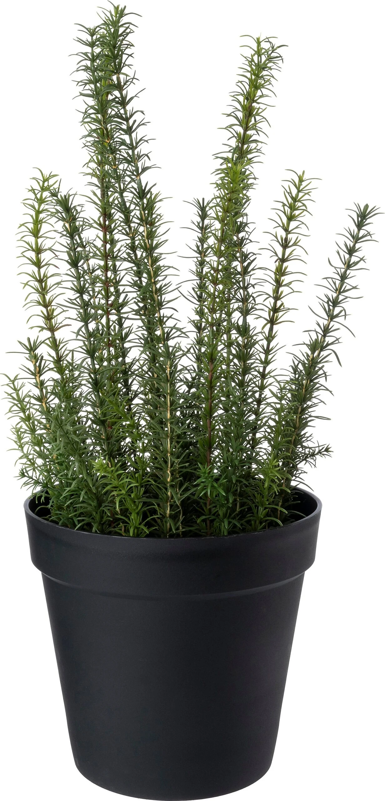 Intratuin Kunstplant Rozemarijn Paars 27 X 27 X 68 Cm 1 Intratuin Kunstplant Rozemarijn Paars 27 X 27 X 68 Cm