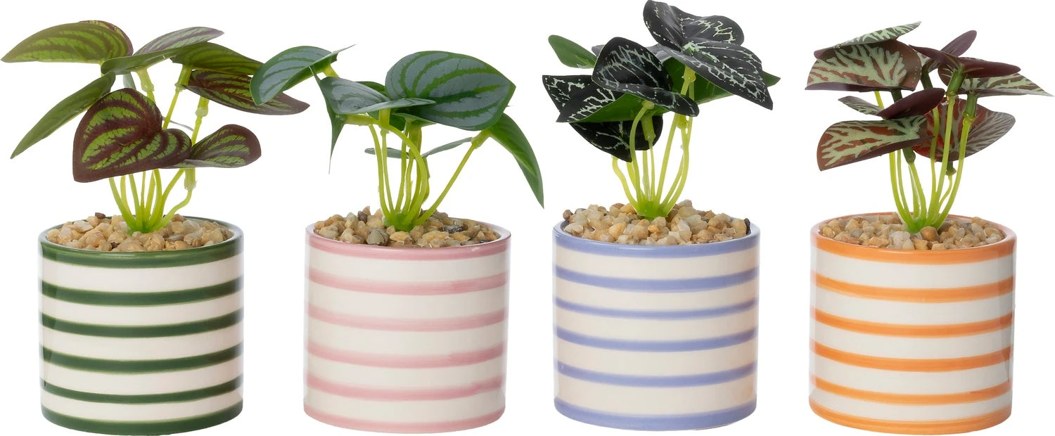 Intratuin Kunstplant Mini Peperomia Oranje 10 X 7 X 13 Cm 2 Intratuin Kunstplant Mini Peperomia Oranje 10 X 7 X 13 Cm - Afbeelding 2