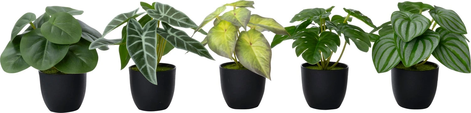 Intratuin Kunstplant Alocasia Groen 16 X 15 X 16 Cm 2 Intratuin Kunstplant Alocasia Groen 16 X 15 X 16 Cm - Afbeelding 2