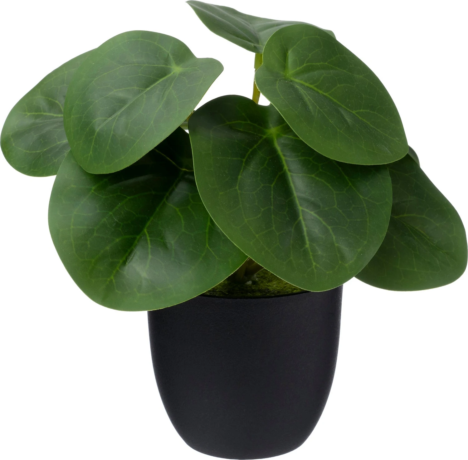 Intratuin Kunstplant Peperomia Groen 16 X 15 X 16 Cm 1 Intratuin Kunstplant Peperomia Groen 16 X 15 X 16 Cm