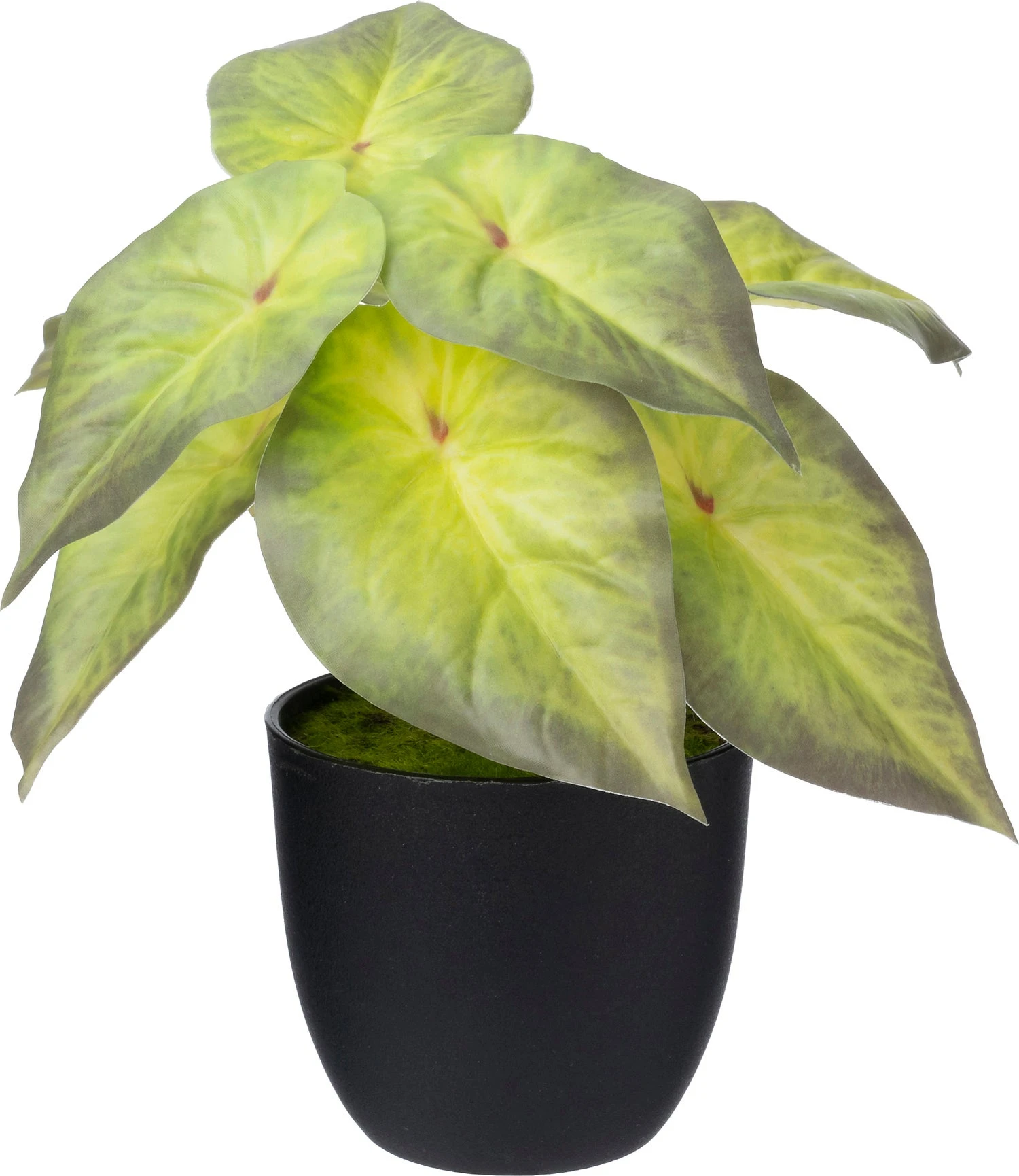 Intratuin Kunstplant Pijlplant Groen 16 X 15 X 16 Cm 1 Intratuin Kunstplant Pijlplant Groen 16 X 15 X 16 Cm