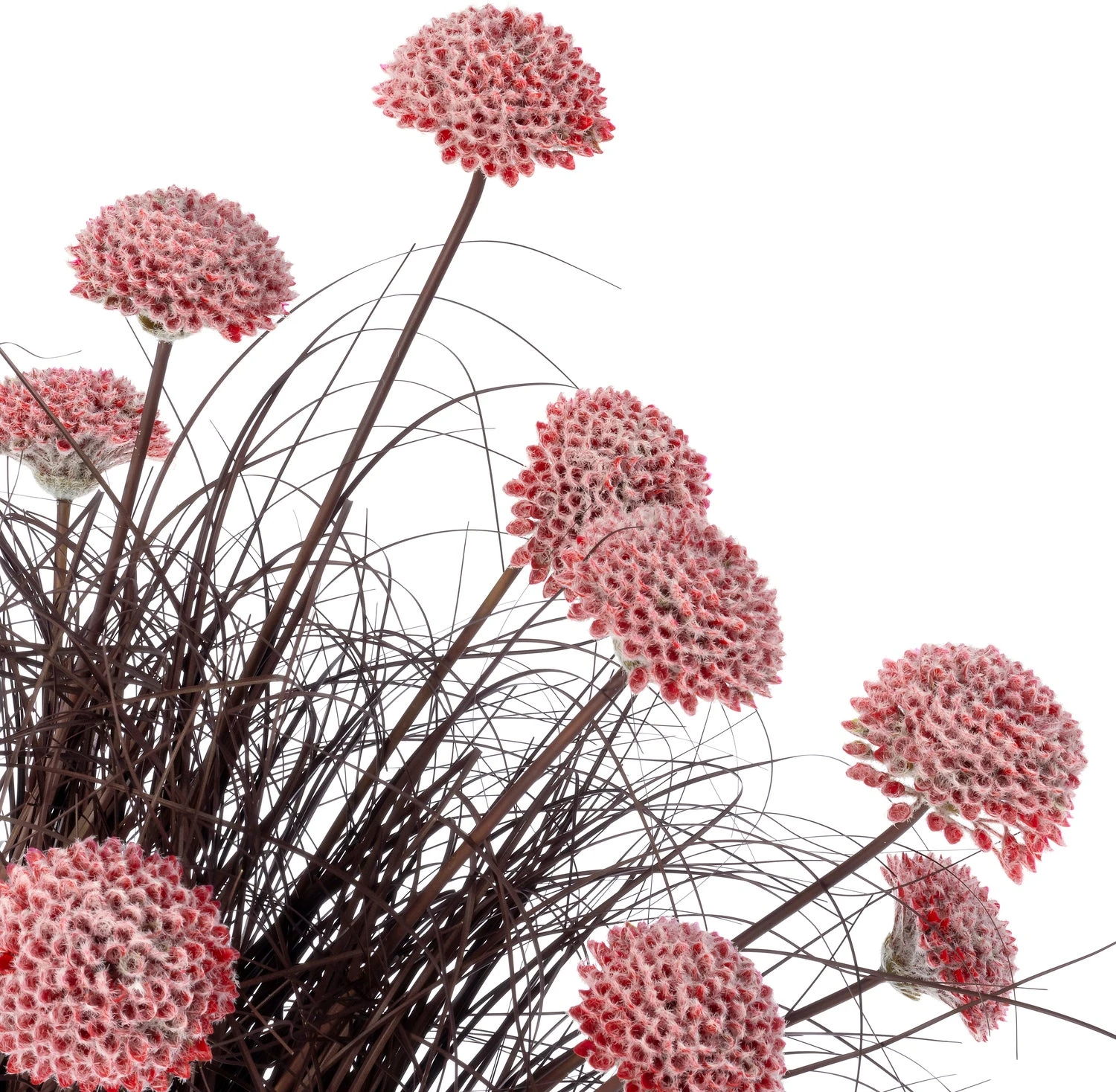 Intratuin Kunstplant Siergras Met Bloem Roze 60 X 60 X 100 Cm 2 Intratuin Kunstplant Siergras Met Bloem Roze 60 X 60 X 100 Cm - Afbeelding 2