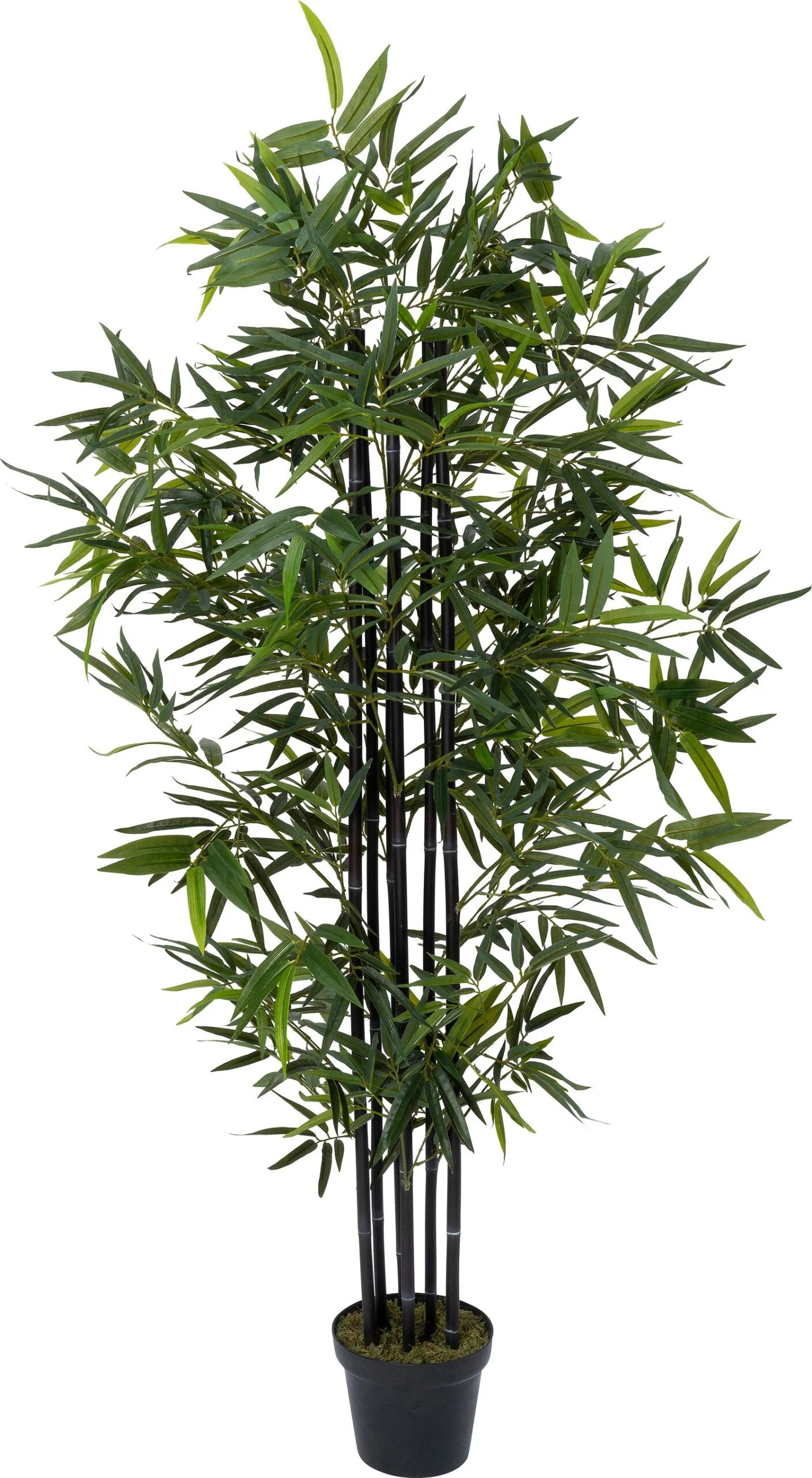 Intratuin Kunstplant Bamboe Zwart 50 X 50 X 170 Cm 1 Intratuin Kunstplant Bamboe Zwart 50 X 50 X 170 Cm