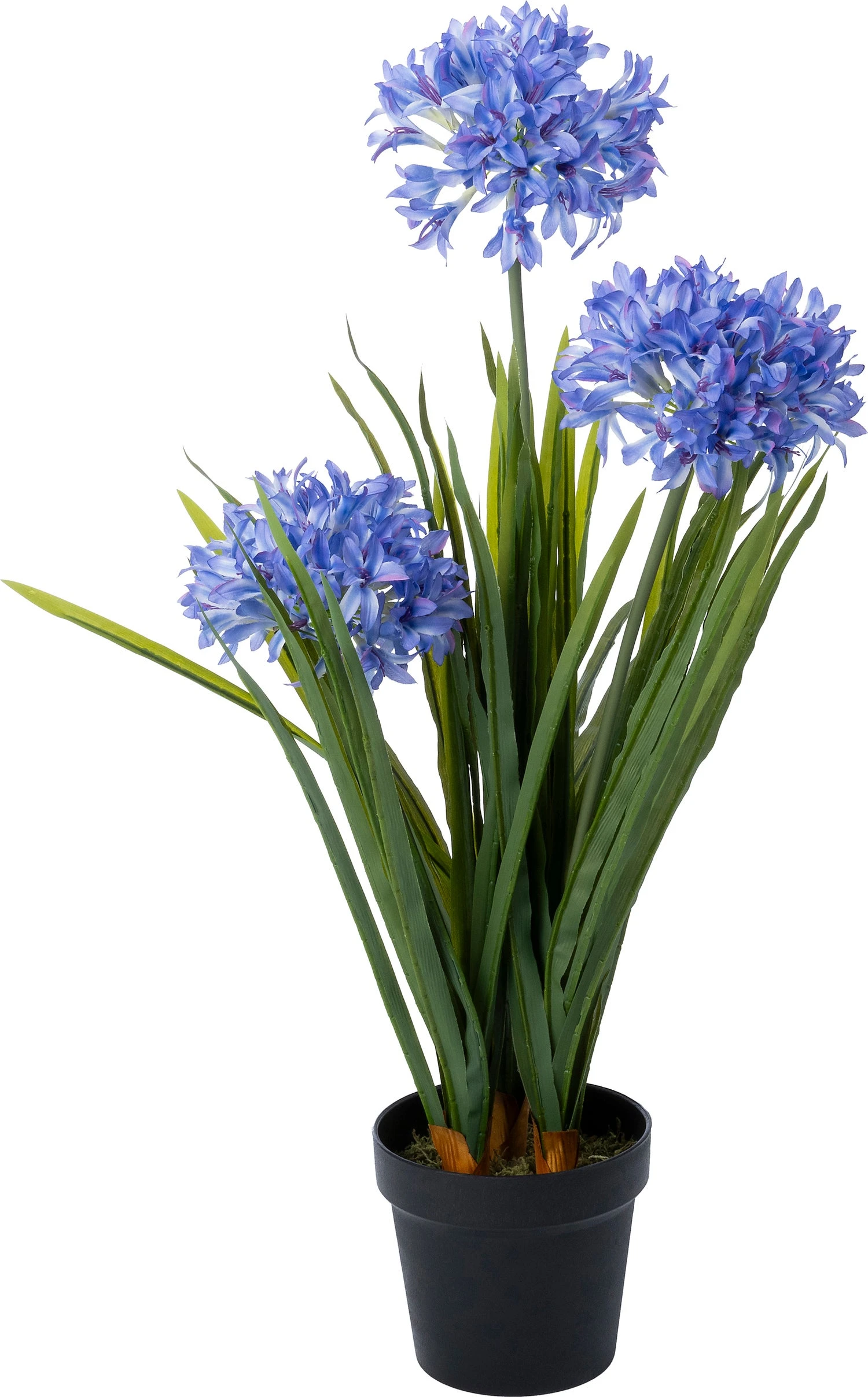 Intratuin Kunstplant Afrikaanse Lelie Paars 45 X 40 X 82 Cm 1 Intratuin Kunstplant Afrikaanse Lelie Paars 45 X 40 X 82 Cm