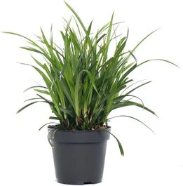 Zegge (Carex 'Evergreen') D 23 H 40 Cm 1 Zegge (Carex 'Evergreen') D 23 H 40 Cm
