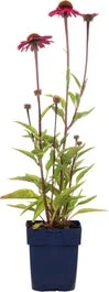 Zonnehoed (Echinacea Purpurea 'Sensation Pink') D 9 H 15 Cm 1 Zonnehoed (Echinacea Purpurea 'Sensation Pink') D 9 H 15 Cm