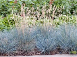 Blauwgras (Festuca Glauca 'Elijah Blue') D 15 H 30 Cm