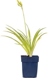 Daglelie (Hemerocallis 'Pandora's Box') D 9 H 15 Cm 1 Daglelie (Hemerocallis 'Pandora's Box') D 9 H 15 Cm