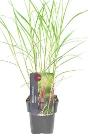 Chinees Riet (Miscanthus Sinensis 'Flamingo') D 28 H 60 Cm 1 Chinees Riet (Miscanthus Sinensis 'Flamingo') D 28 H 60 Cm
