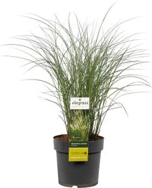 Chinees Riet (Miscanthus Sinensis 'Kleine Silberspinne') D 19 H 30 Cm 1 Chinees Riet (Miscanthus Sinensis 'Kleine Silberspinne') D 19 H 30 Cm