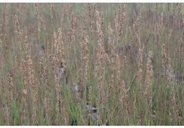 Pijpenstrootje (Molinia Caerulea 'Moorhexe') D 23 H 40 Cm 1 Pijpenstrootje (Molinia Caerulea 'Moorhexe') D 23 H 40 Cm