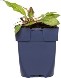 Duizendknoop (Persicaria Amplexicaulis 'Rosea') D 9 H 15 Cm 1 Duizendknoop (Persicaria Amplexicaulis 'Rosea') D 9 H 15 Cm