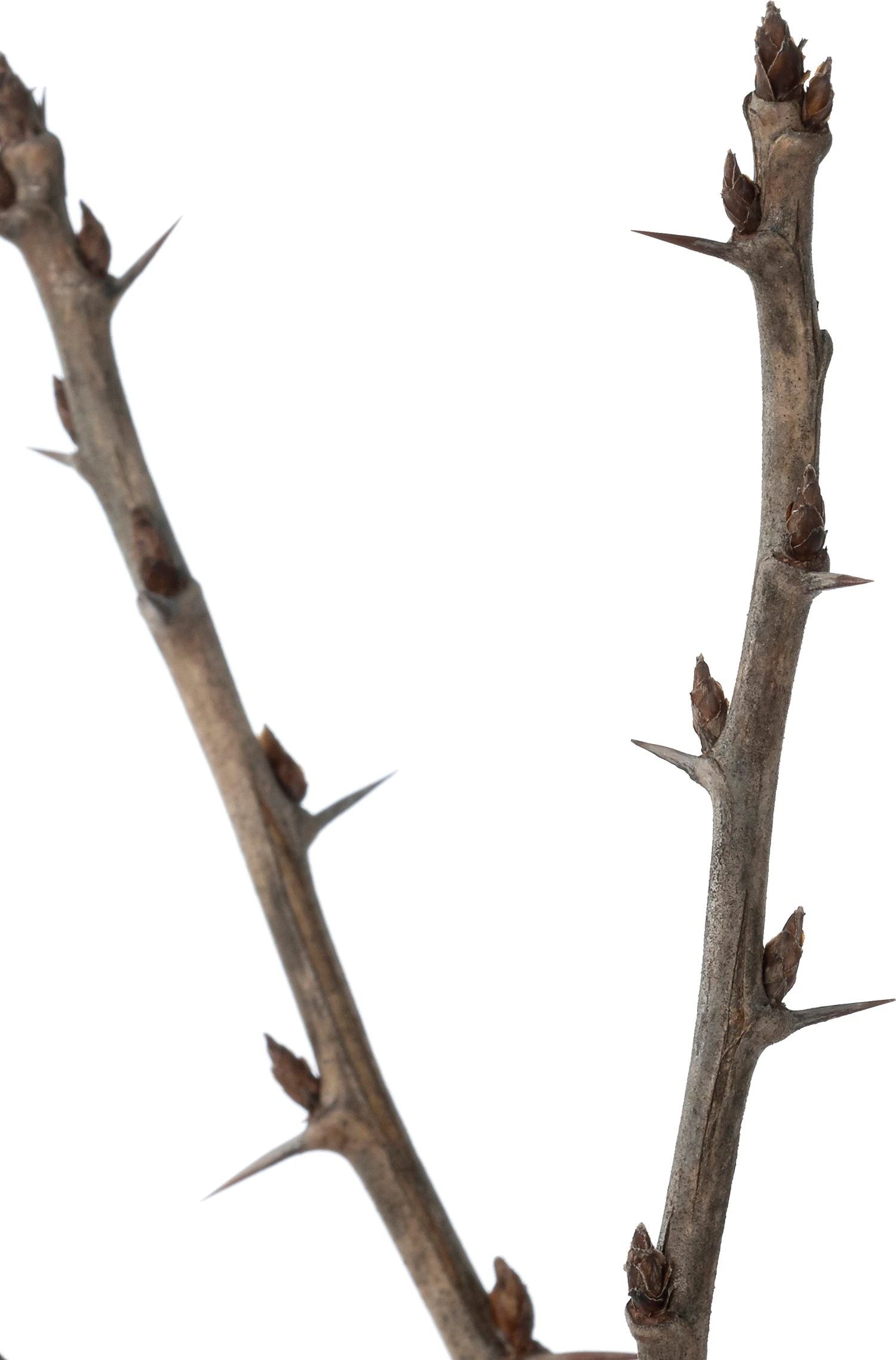 Biologische Groene Kruisbes (Ribes Uva-crispa 'Mucurines') D 27 H 125 Cm 2 Biologische Groene Kruisbes (Ribes Uva-crispa 'Mucurines') D 27 H 125 Cm - Afbeelding 2