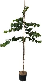 Dwerghazelnoot (Corylus Nocchione) D 30 H 300 Cm 1 Dwerghazelnoot (Corylus Nocchione) D 30 H 300 Cm