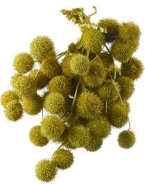 Intratuin Platanenbollen In Bos Goud 140 G