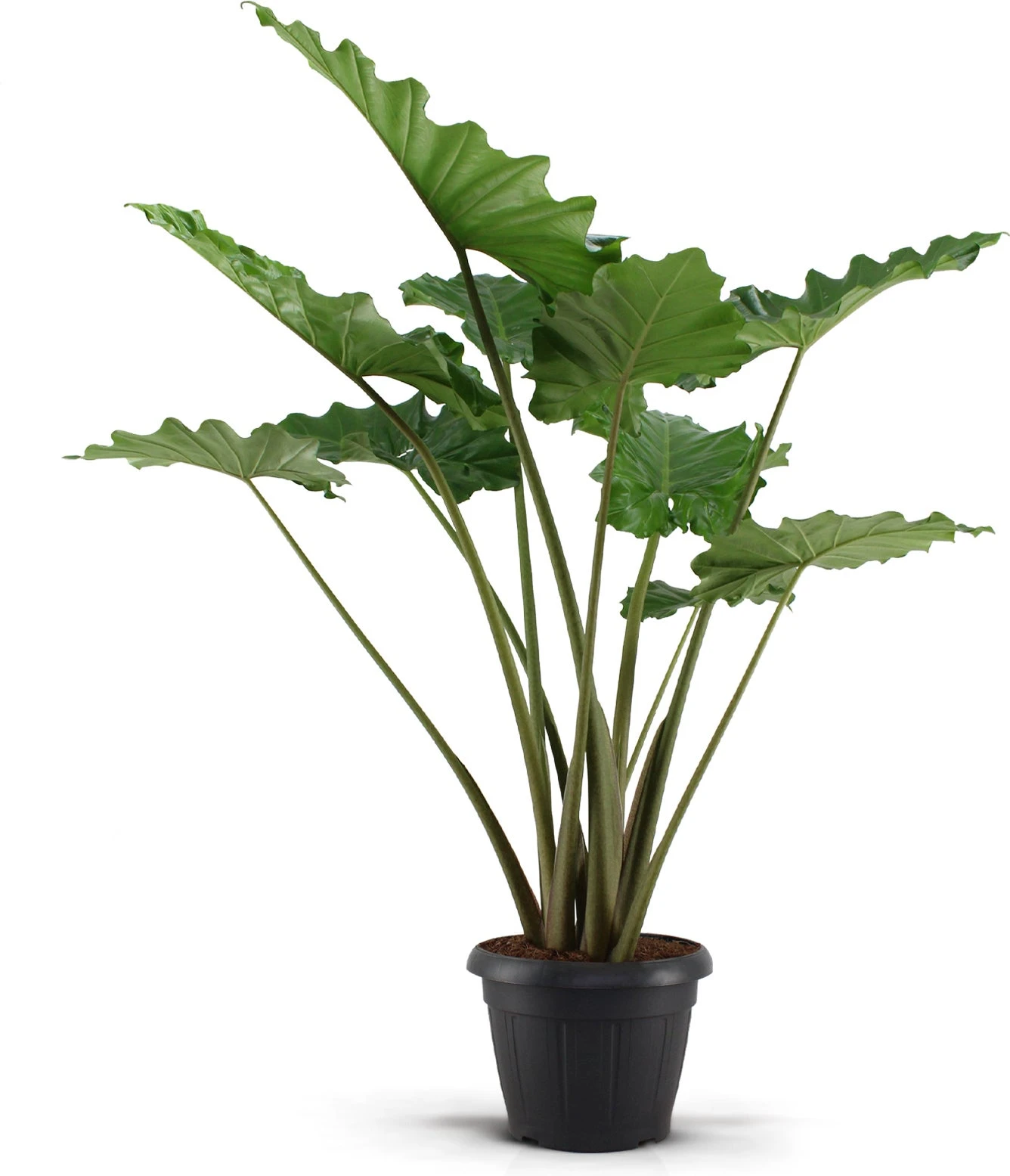Olifantsoor (Alocasia 'Portodora') D 35 H 120 Cm 1 Olifantsoor (Alocasia 'Portodora') D 35 H 120 Cm