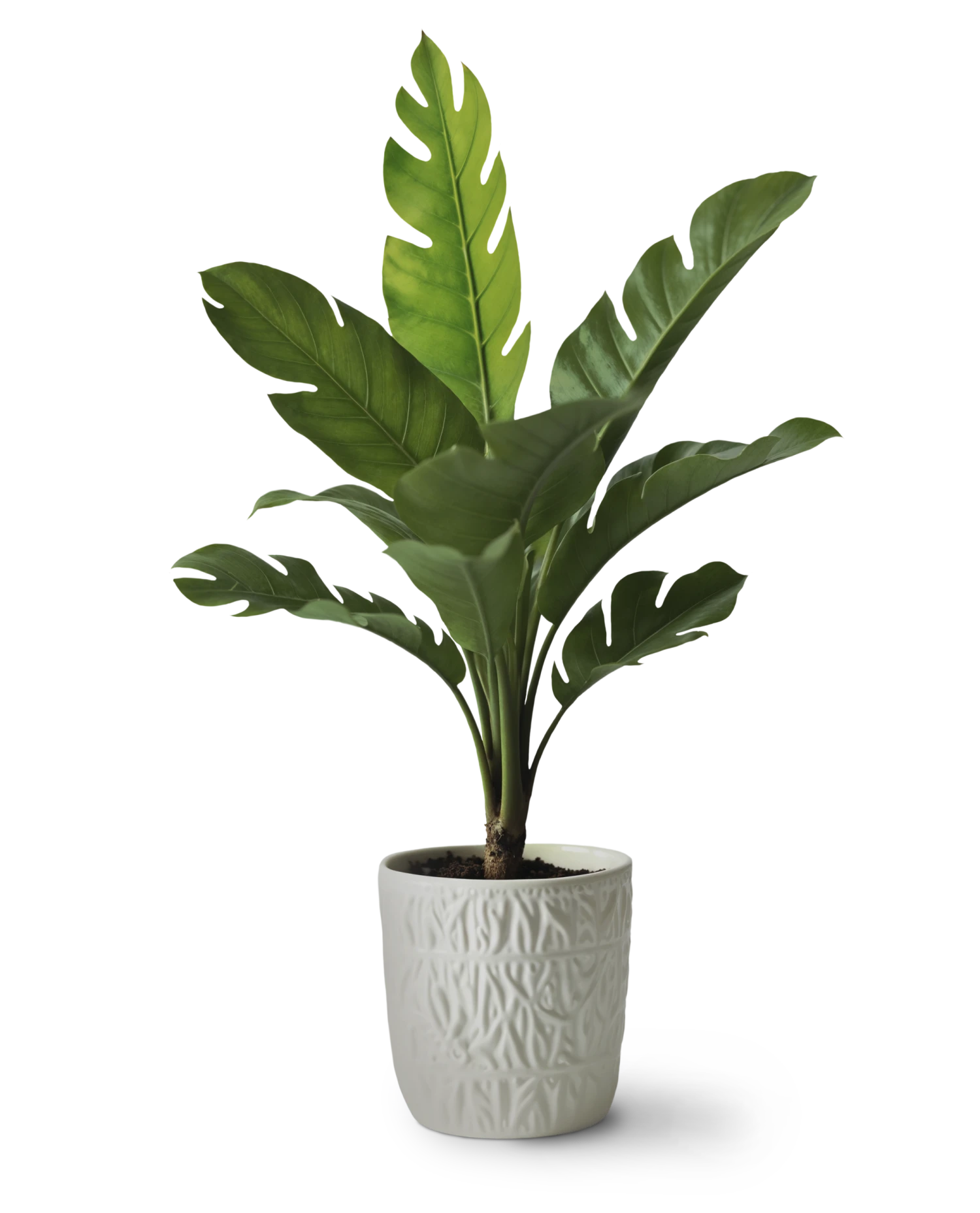 De Kracht van Groen – Waarom Planten Onmisbaar Zijn in Huis -Intratuin Winkel 11471878 scaled