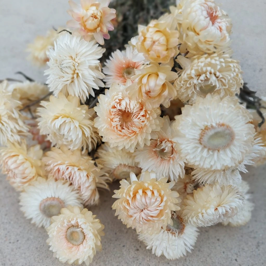 Over ons -Intratuin Winkel 20230930 085438 1024x1024 1