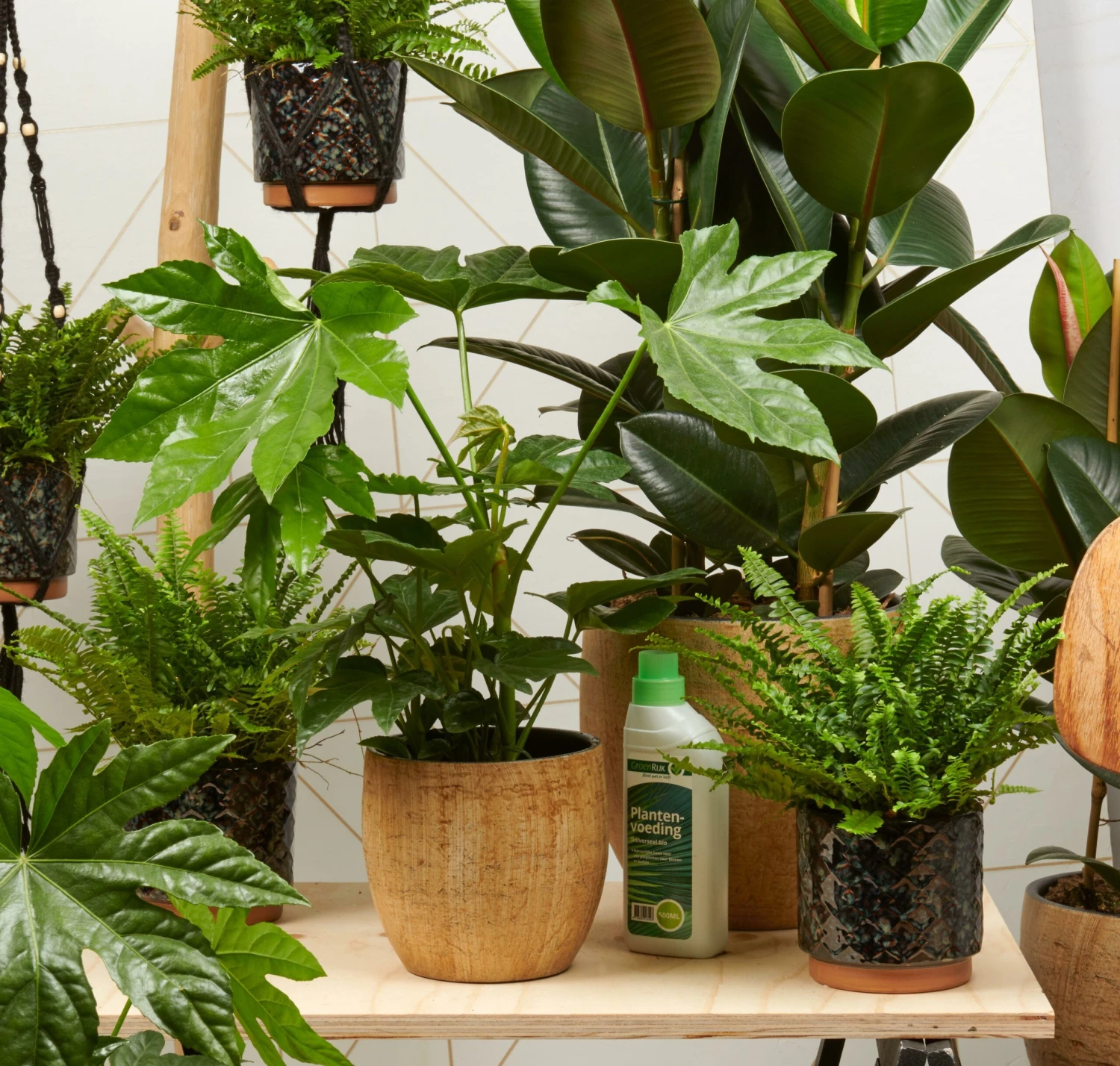 Intratuin Winkel -Intratuin Winkel 32 kamerplanten 2 scaled 1