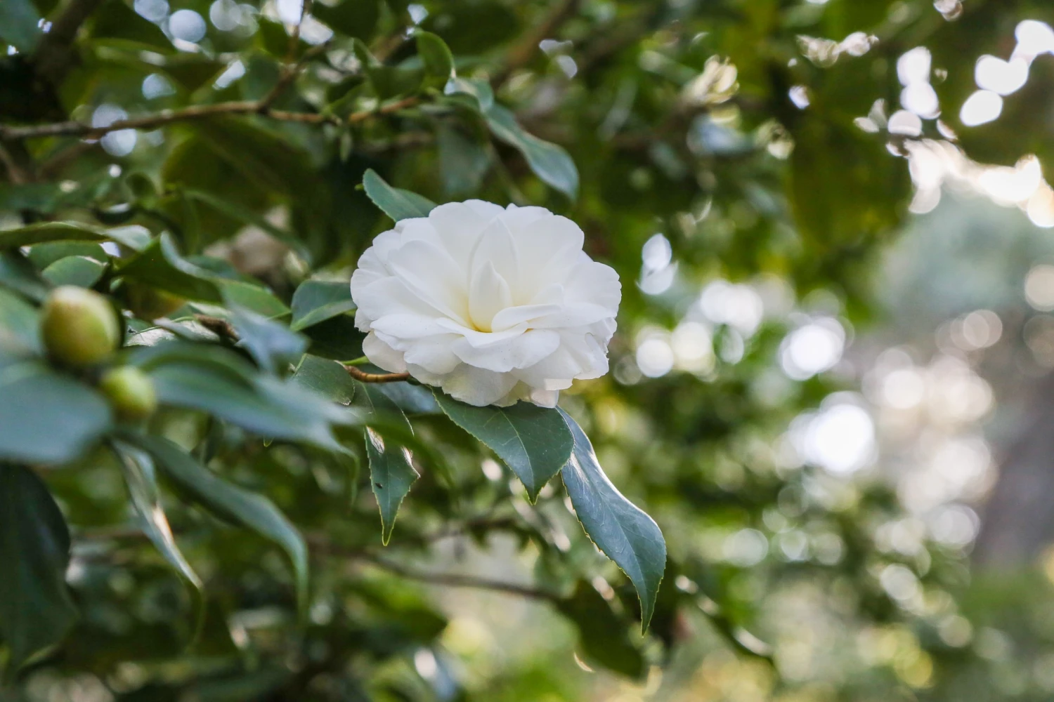 Intratuin Winkel -Intratuin Winkel 482058409 1068592501974265 58512