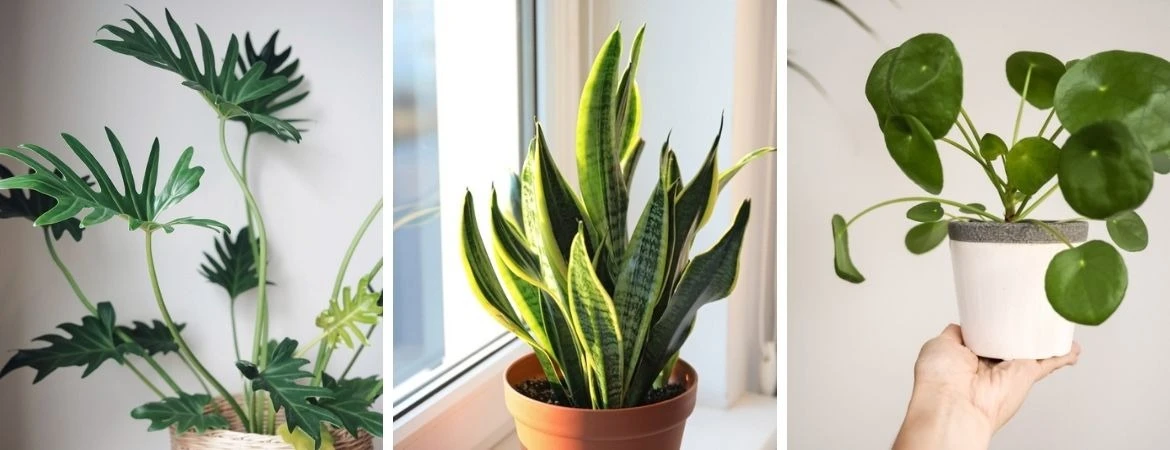 Tuinverzorging voor Beginners – Een Groene Start met Intratuin -Intratuin Winkel groenrijk prinsenbeek breda kame