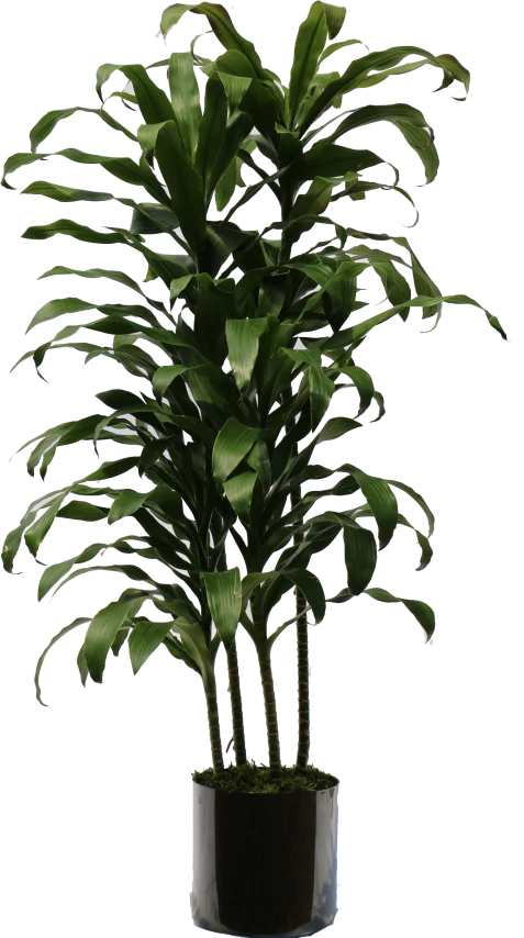 Tuinverzorging voor Beginners – Een Groene Start met Intratuin 2 Tuinverzorging voor Beginners – Een Groene Start met Intratuin -Intratuin Winkel toppng.com indoor plants png transparent indoor plant 1352x2423 1